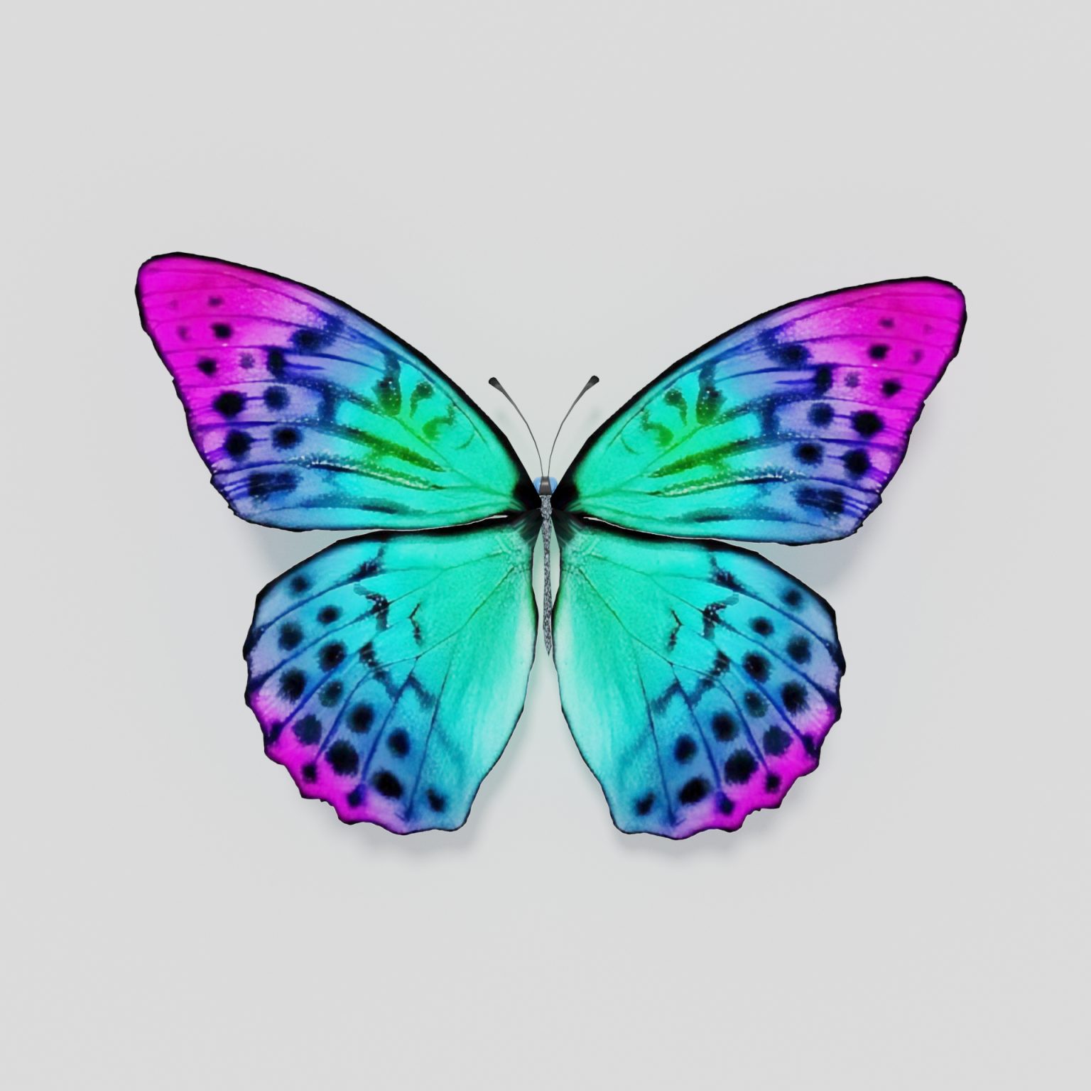 (Free 3D butterfly rigged lowpoly model  2021)