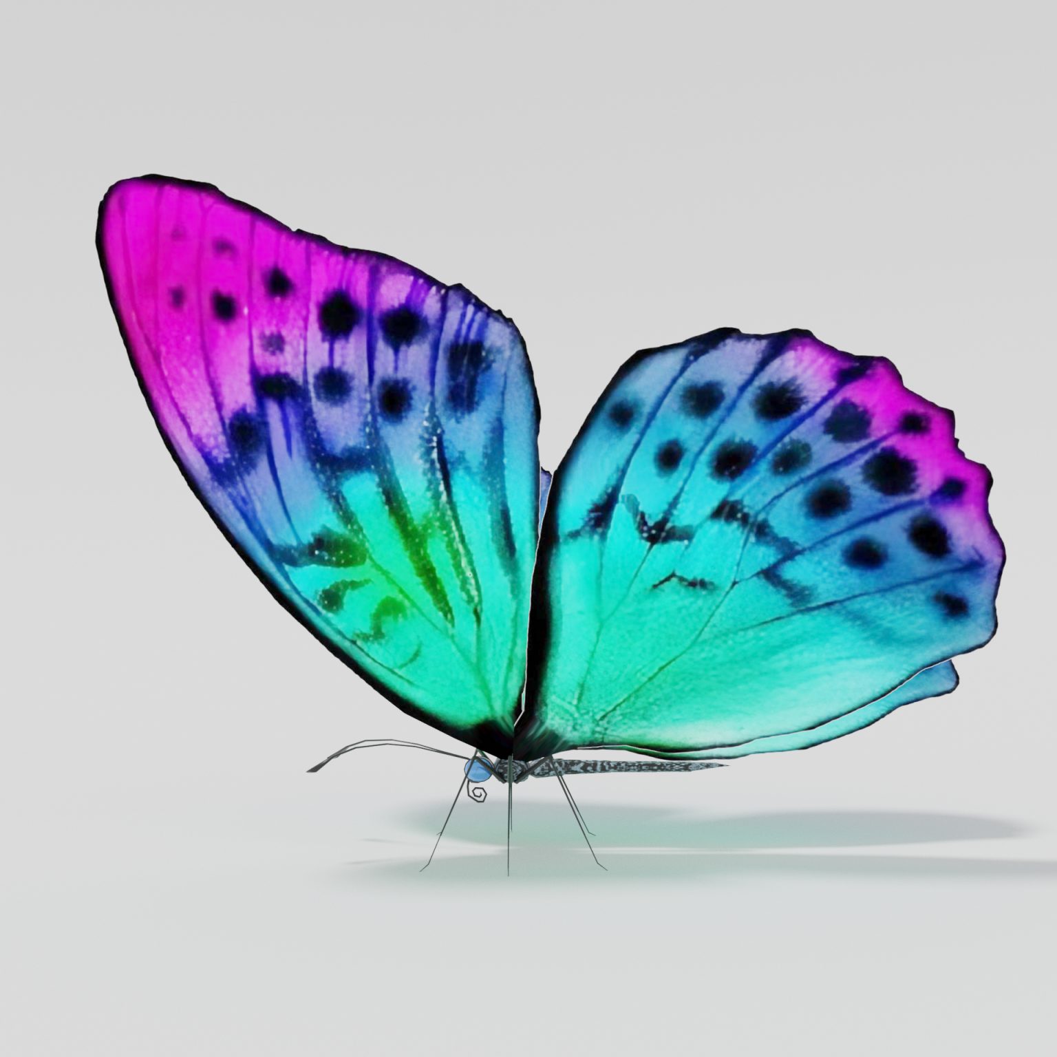 (Free 3D butterfly rigged lowpoly model  2021)